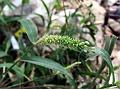 Bristly Foxtail